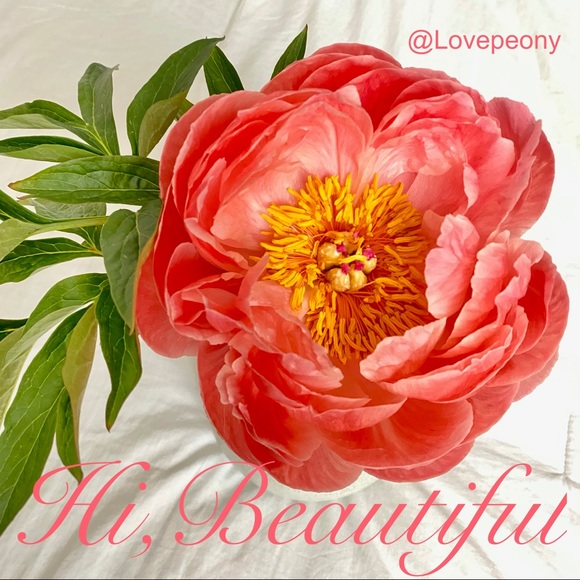 lovepeony